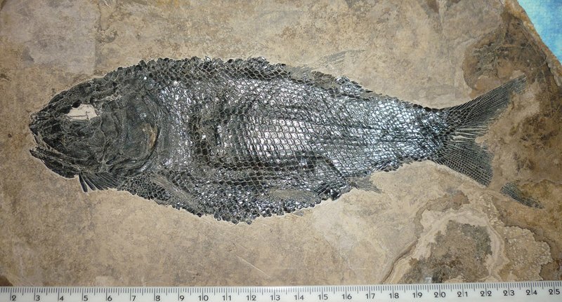 Asialepidotus, Foto: Andrea Tintori Asialepidotus, Foto: Andrea Tintori