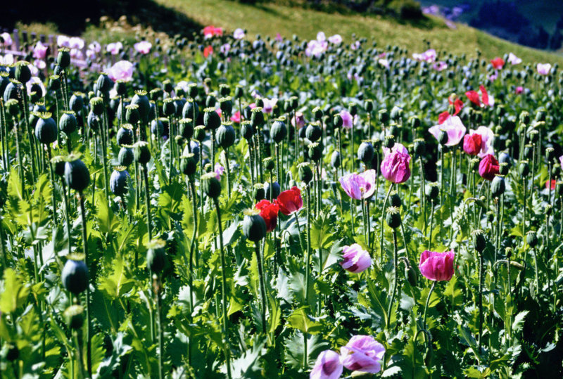 Mohn im Hausgarten (© Foto: Siegfried de Rachewiltz)