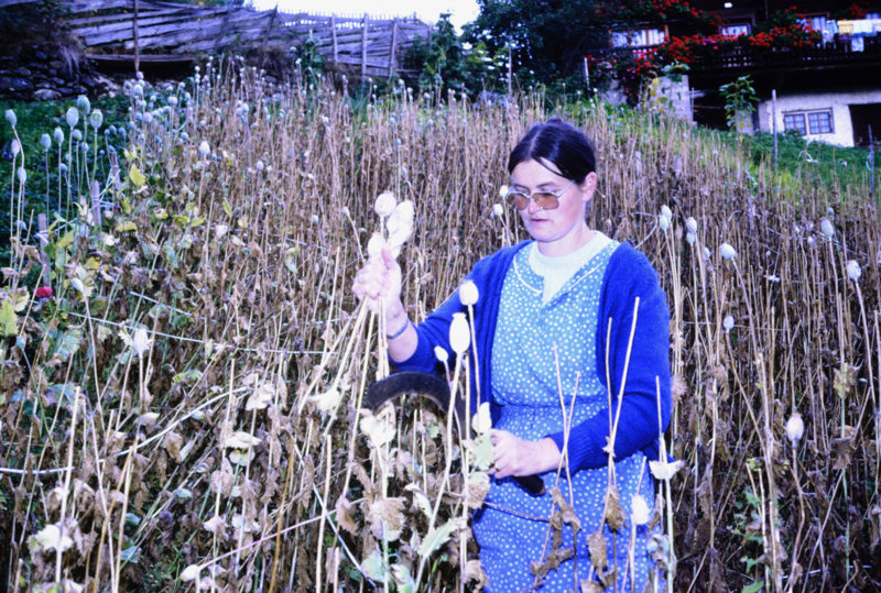 Ernte der Mohnkapseln (© Foto: Siegfried de Rachewiltz)