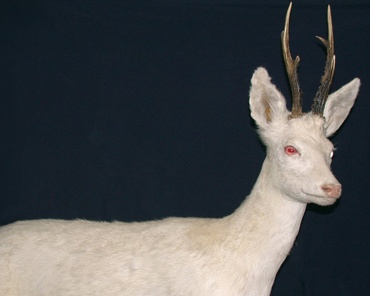 White roebuck White roebuck